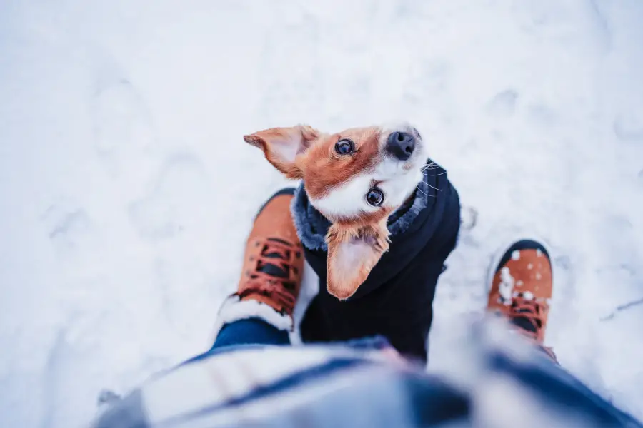 7 Tips to Keep Your Dog Safe in the Snow